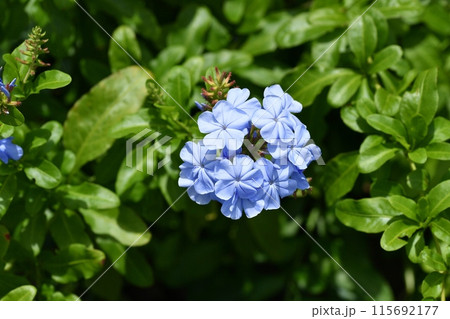 ルリマツリの花 115692177
