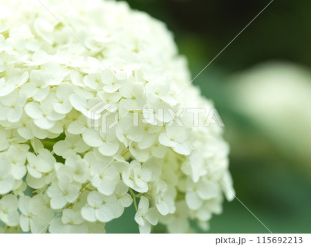 白い紫陽花の花　アナベル 115692213