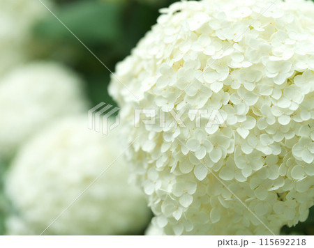 白い紫陽花の花　アナベル 115692218