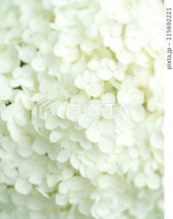白い紫陽花の花　アナベル 115692221