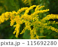 黄色いセイタカアワダチソウの花 115692280