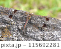 木にとまる赤とんぼ 115692281