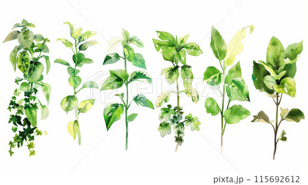 観葉植物の水彩イラスト、クリップアート 観葉植物の水彩イラスト、クリップアート 115692612