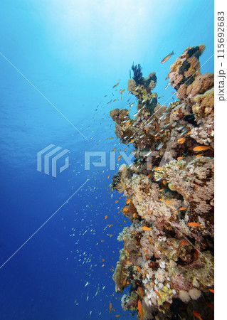 Underwater Tropical Corals Reef with colorful sea fish. Marine life sea world. Tropical colourful underwater seascape. 115692683