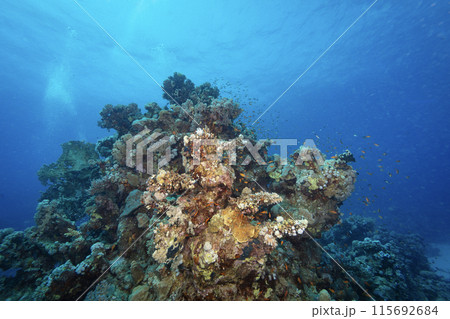 Underwater Tropical Corals Reef with colorful sea fish. Marine life sea world. Tropical colourful underwater seascape. Underwater Tropical Corals Reef with colorful sea fish. Marine life sea world. Tropical colourful underwater seascape. 115692684