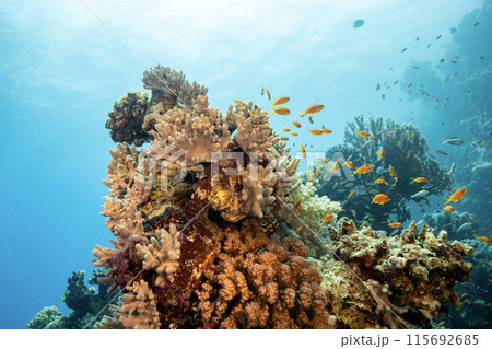 Underwater Tropical Corals Reef with colorful sea fish. Marine life sea world. Tropical colourful underwater seascape. 115692685