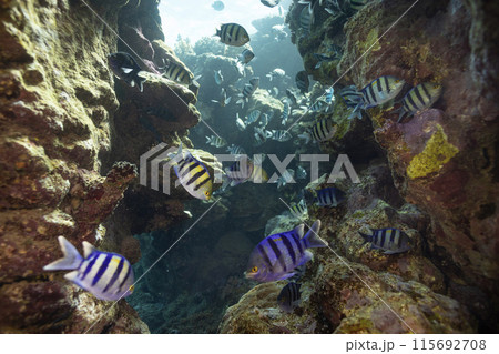 Underwater Tropical Corals Reef with colorful sea fish and cave . Marine life sea world. Tropical colourful underwater seascape. 115692708
