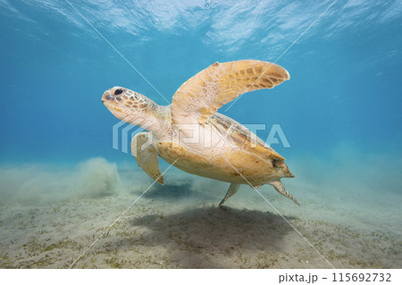 Underwater Tropical Corals Reef with hawksbill sea turtle (eretmochelys imbricata). Marine life sea world. Tropical colourful underwater seascape. Underwater Tropical Corals Reef with hawksbill sea turtle (eretmochelys imbricata). Marine life sea world. Tropical colourful underwater seascape. 115692732