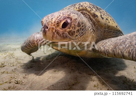Underwater Tropical Corals Reef with hawksbill sea turtle (eretmochelys imbricata). Marine life sea world. Tropical colourful underwater seascape. 115692741
