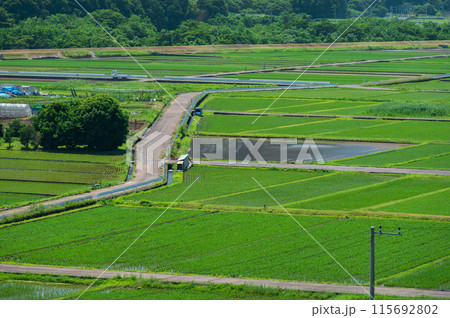 箕輪耕地の田園風景 115692802