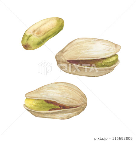 Pistachio nut watercolor illustration set. Botanical drawing sketch stylized. Isolated. Hand drawn, suitable for food packaging design 115692809