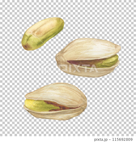 Pistachio nut watercolor illustration set. Botanical drawing sketch stylized. Isolated. Hand drawn, suitable for food packaging design 115692809