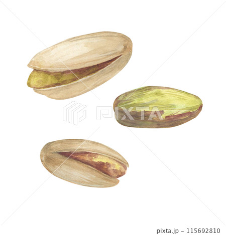 Pistachio nut watercolor illustration set. Botanical drawing sketch stylized. Isolated. Hand drawn, suitable for food packaging design 115692810