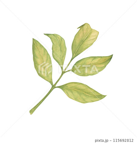 Tree leaves watercolor illustration. Botanical drawing sketch stylized. Isolated. Hand drawn, suitable for food packaging design 115692812