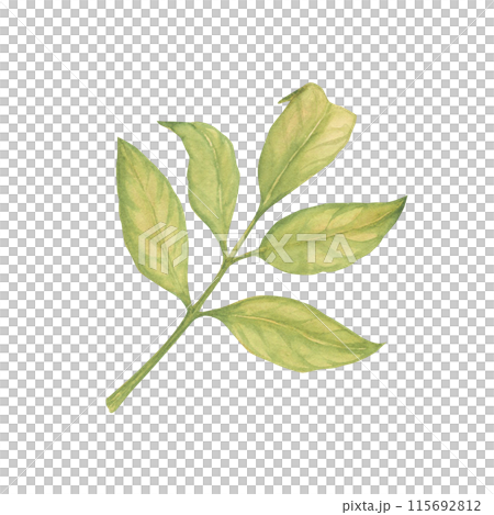 Tree leaves watercolor illustration. Botanical drawing sketch stylized. Isolated. Hand drawn, suitable for food packaging design 115692812