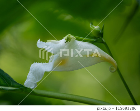 ツリフネソウの白花品種のシロツリフネ ツリフネソウの白花品種のシロツリフネ 115693286