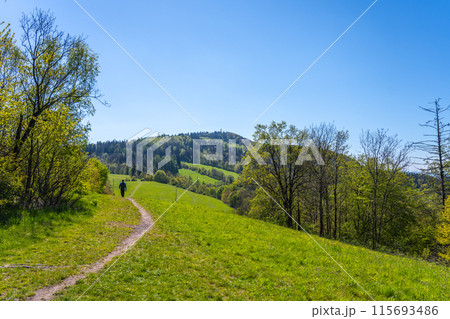 A hiker strolls a path towards Kozakov Mountain in Bohemian Paradise, Czechia, enjoying views of rolling hills and lush forests along the way. 115693486