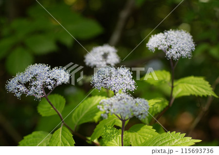 コアジサイ 115693736