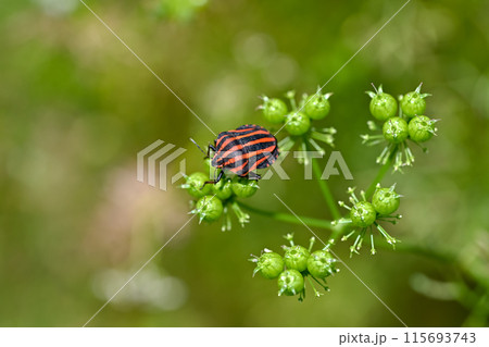 アカスジカメムシ アカスジカメムシ 115693743