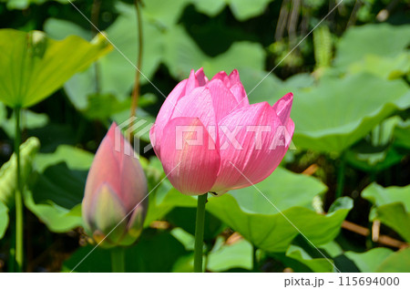 埼玉県本庄市の本庄総合公園 修景池の大使蓮 埼玉県本庄市の本庄総合公園 修景池の大使蓮 115694000