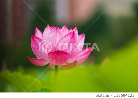 蓮の花 蓮の花 115694125