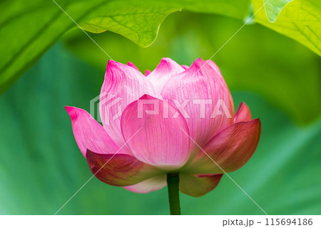 蓮の花 蓮の花 115694186