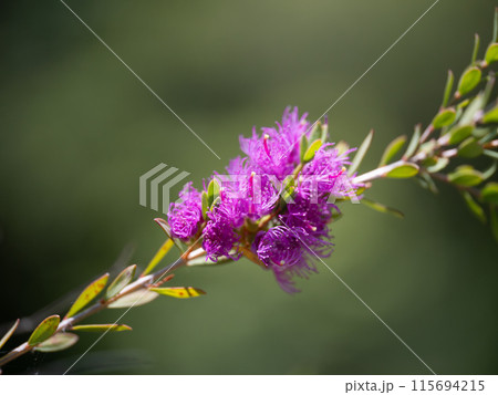 赤紫のメラルーカウィルソニ 115694215