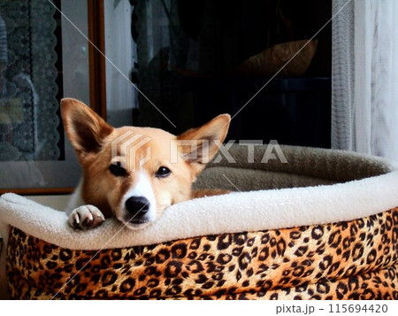 一休み 一休み 115694420