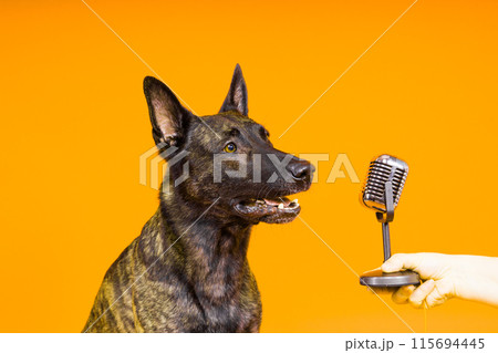 Dutch shepherd dog in front of the microphone, studio shot 115694445