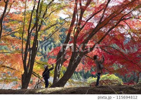 木立の向こうに錦秋の彩を撮る 115694812