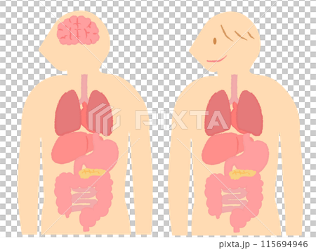 人間の身体、人体解剖図　内臓・臓器 115694946
