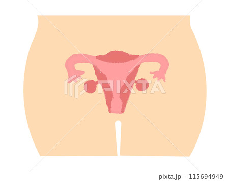 人体図と子宮と卵巣　手書き風 115694949