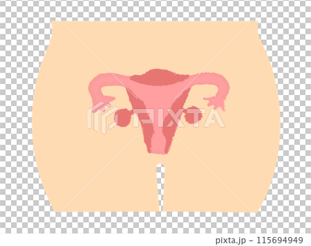 人體圖、子宮與卵巢手寫風格 115694949