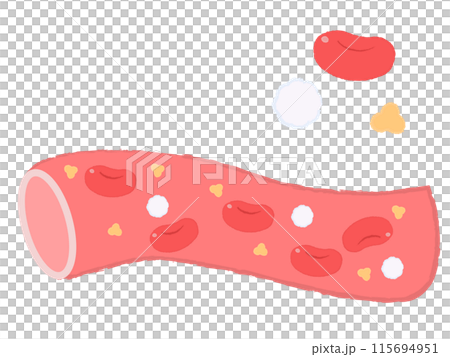 Red blood cells flowing in blood vessels White blood cells Platelets 115694951