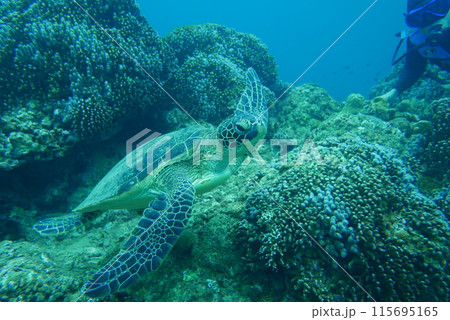 Amami Oshima is the largest island in the Satsunan island chain that runs between Kyushu and Okinawa and belongs to Kagoshima Prefecture. Amami Oshima is the largest island in the Satsunan island chain that runs between Kyushu and Okinawa and belongs to Kagoshima Prefecture. 115695165