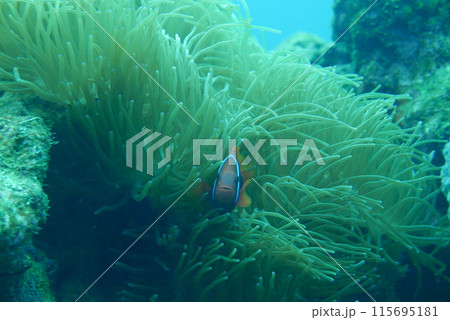 Amami Oshima is the largest island in the Satsunan island chain that runs between Kyushu and Okinawa and belongs to Kagoshima Prefecture. 115695181