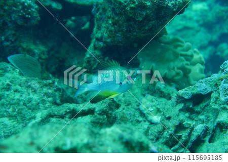 Amami Oshima is the largest island in the Satsunan island chain that runs between Kyushu and Okinawa and belongs to Kagoshima Prefecture. 115695185