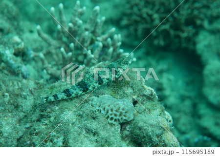 Amami Oshima is the largest island in the Satsunan island chain that runs between Kyushu and Okinawa and belongs to Kagoshima Prefecture. 115695189