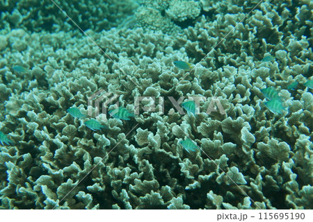 Amami Oshima is the largest island in the Satsunan island chain that runs between Kyushu and Okinawa and belongs to Kagoshima Prefecture. 115695190