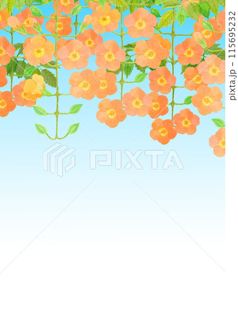 ノウゼンカズラ 夏の花 02 ノウゼンカズラ 夏の花 02 115695232