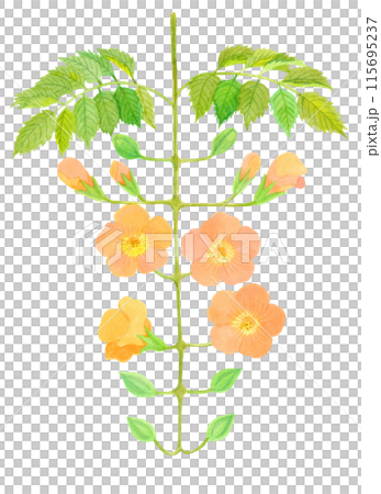 ノウゼンカズラ　夏の花 07 115695237