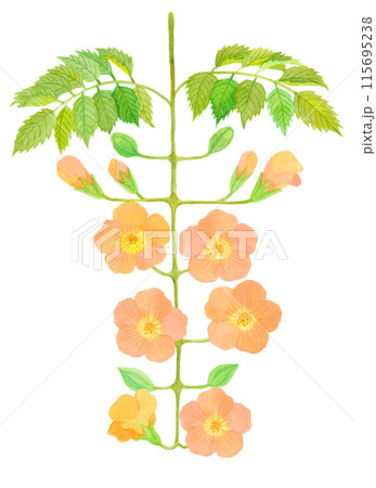 ノウゼンカズラ　夏の花 08 115695238