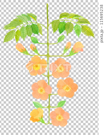 ノウゼンカズラ　夏の花 08 115695238