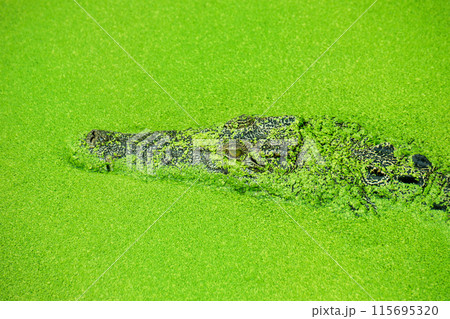 crocodile partially submerged in water covered with green duckweed, natural camouflage and alligator predator behavior. aisan siamese crocodile in river at the asia tropical forest hiding for hunting 115695320