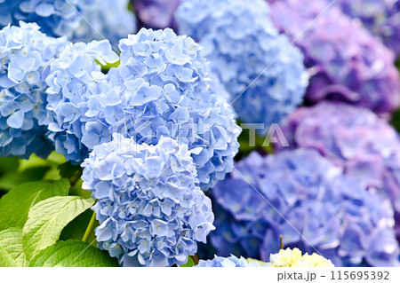 紫陽花 115695392