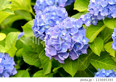 紫陽花 115695393