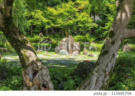 勝尾寺　初夏の新緑と満開のあじさい 115695794