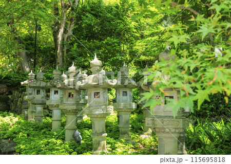 勝尾寺　初夏の新緑と満開のあじさい 115695818