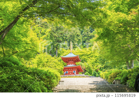 勝尾寺　初夏の新緑と満開のあじさい 115695819