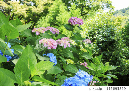 勝尾寺 初夏の新緑と満開のあじさい 勝尾寺 初夏の新緑と満開のあじさい 115695829